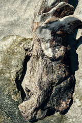 bark of a tree on the beach