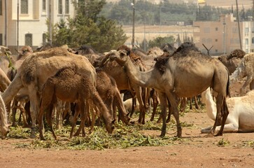 Camellos pastando al sur de Amán, Jordania