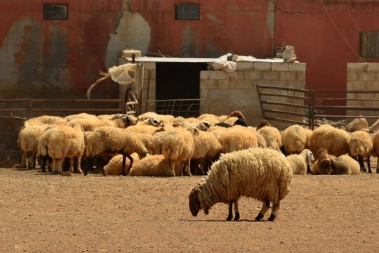 Ovejas pastando al sur de Am&aacute;n, Jordania