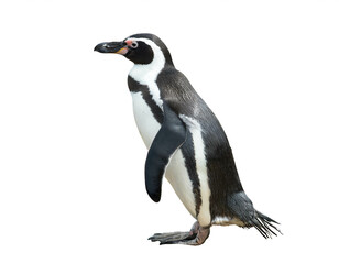 Obraz premium Pinguin isoliert auf weißem Hintergrund, Freisteller
