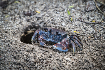 crab on the sand