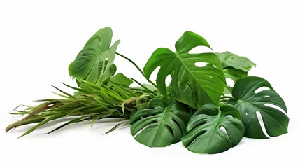 Fototapeten A Monstera Deliciosa plant bush, adorned with green leaves, thrives on the ground amidst humus from deceased plants, isolated against a white background with a clipping path. © Asih