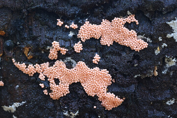 Arcyria ferruginea, early stage of a candy slime mold from Finland, no common English name