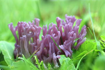 Violet coral,  Clavaria zollingeri, also called Clavaria lavandula, commonly known as the magenta coral, wild fungus from Finland
