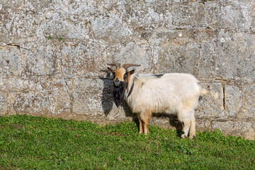 Male dwarf goat with long hair, body in profile and looking straight ahead.