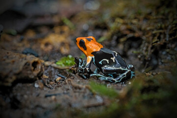dart poison frog
