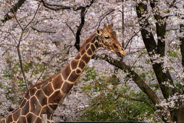 桜とキリン