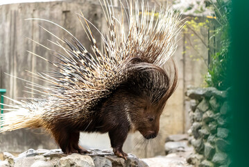 背中の針全開のヤマアラシ