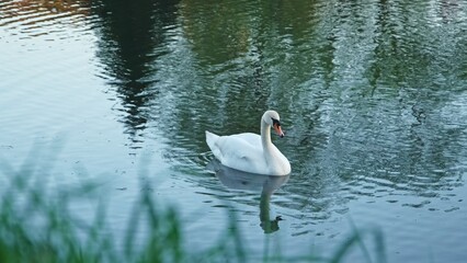 Obraz premium Graceful Beautiful White Adult Swan Swimming in Park Water Pond