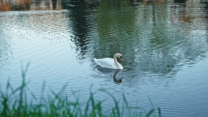Graceful Beautiful White Adult Swan Swimming in Park Water Pond