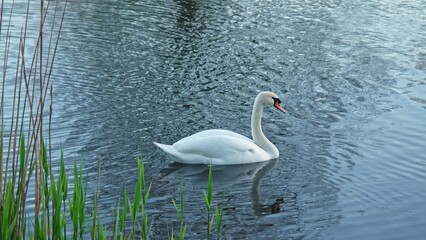 Fototapeta premium Graceful Beautiful White Adult Swan Swimming in Park Water Pond