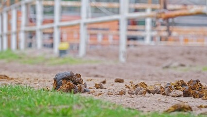 Horse Poop Manure Left Uncleaned on Dirt Road around Stables Paddock