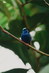 Fototapeta premium Blauer Vogel in Costa Rica