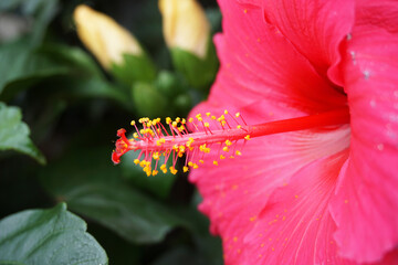Staubgefäße von Hibiskus, pinkfarbene Blüte