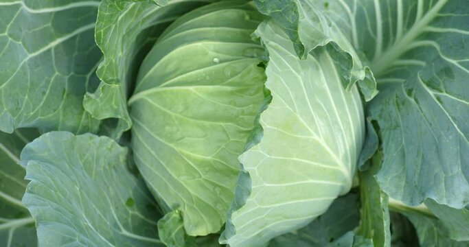 Cabbage growing in the garden, organically grown cabbage