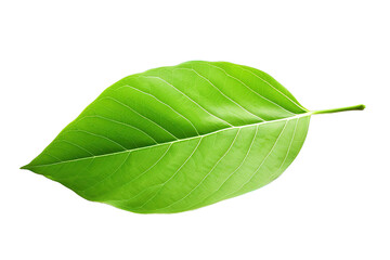 Obraz premium green tea leaf isolated on a Transparent background. Generative AI