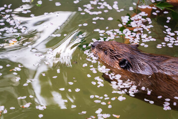 桜の花びらとアメリカビーバー © ANSHIN