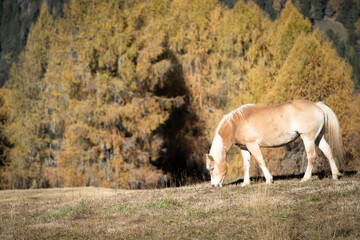 Obraz na płótnie Canvas Orange horse grazing on pasture in autumnal orange landscape, Dolomites, Italy