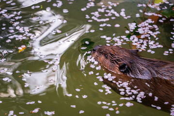 桜の花びらとアメリカビーバー