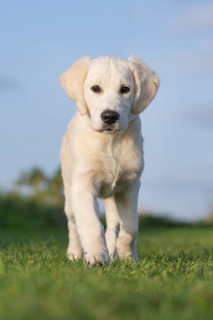 golden retriever puppy
