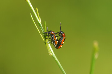 Common asparagus beetle (Crioceris asparagi). Tribe Criocerini, subfamily Criocerinae, family leaf beetles (Chrysomelidae). On asparagus. June, Dutch garden