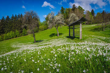 Blooming white daffodil flowers in the gardens, Jesenice, Slovenia
