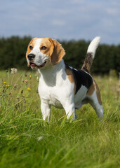 beagle in the grass