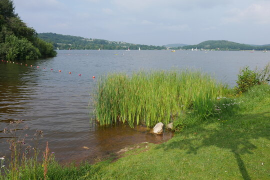 Schilf am Bostalsee
