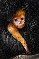 A red-haired little monkey child is hiding in black wool. 