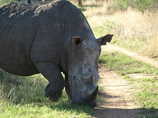 Naklejka premium OLYMPUS DIGITAL CAMERA