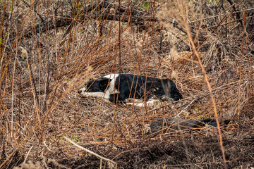 Lonely and abandoned dog lies on dry grass in the forest