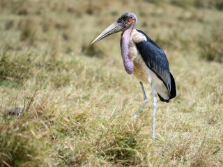 Marabou Stork standing on dry grass in savannah of Tanzania