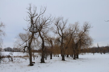 Fototapeta na wymiar A group of trees in a snowy field