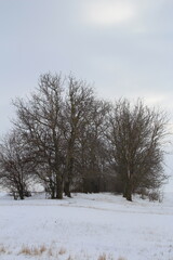 A snowy field with trees