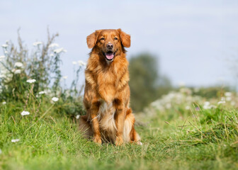 golden retriever dog