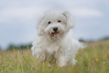 white dog on grass
