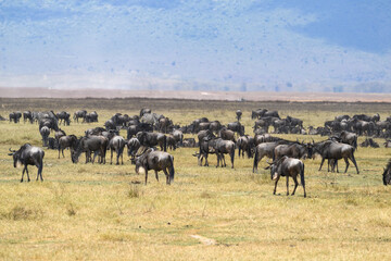 Naklejka na ściany i meble Large hers of Wildebeests grazing in Ngorongoro Conservation Area, Tanzania