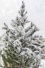 Christmas trees in the park covered with snow in the city of Baku in January