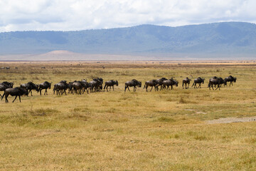 A herd of wildebeests walking through a grass field in a natural habitat