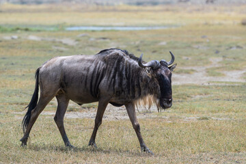  Wildebeest closeup portrait in a natural habitat