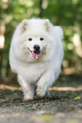 Obraz premium White dog