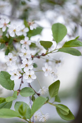 Flowering shrub cherry in the park on a warm spring evening. Selective focus