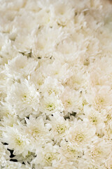 Closeup of Wild white daisies in a bouquet. Selective soft focus. Gardening concept