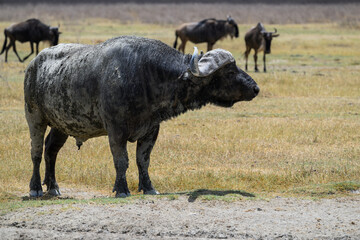 Fototapeta na wymiar African Buffalo closeup portrait in savannah of Tanzania