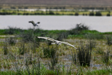 African Sacred Ibis in flight above pond