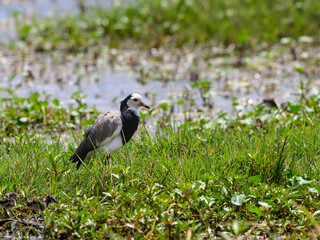 Long-toed Lapwing foraging on the pond in Tanzania