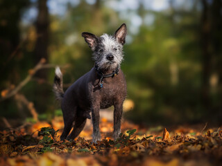 hairless dog in the woods 