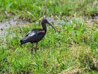 Glossy Ibis standing on green grass in Ngorongoro Conservation Area, Tanzania