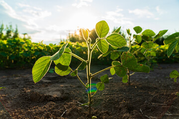 Close-up of a soybean plant against the sun. Soy sprouts on the field
