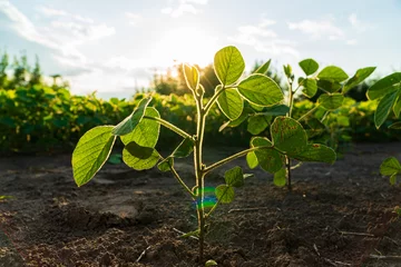 Tuinposter Close-up of a soybean plant against the sun. Soy sprouts on the field © Jenya Smyk